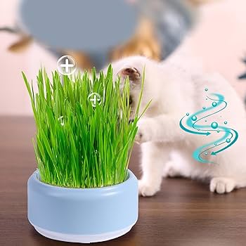 お花畑　猫　５個セット Amazon.co.jp: MO06201 すみっコぐらし 『ざっそうとようせいの